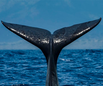 Гренландские киты просят защиты!