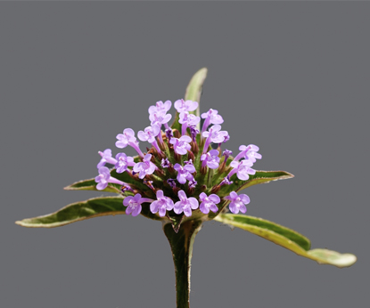 Darovi Sibira: Ziziphora