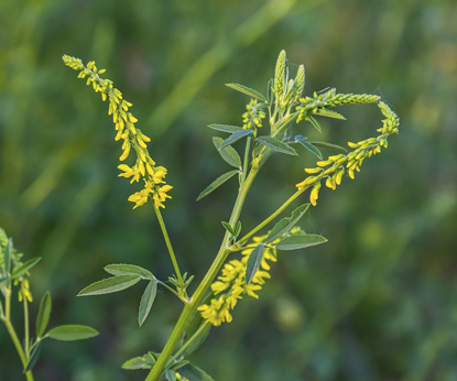 Darovi Sibira: Melilotus